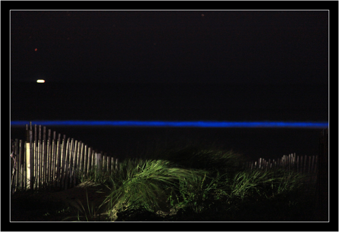 Bioluminescent display at Nags Head