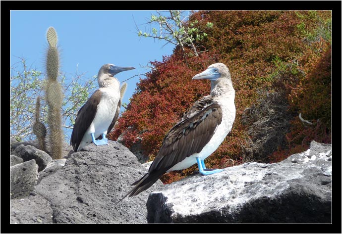 Blue-footed Boobies