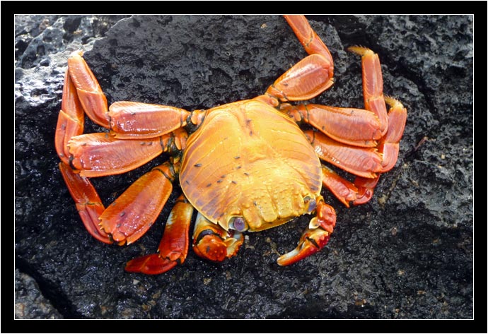 Sally Lightfoot crab