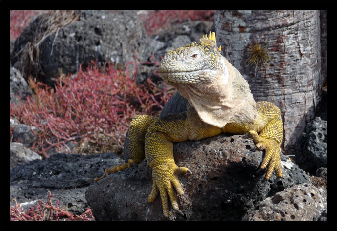 Land Iguana