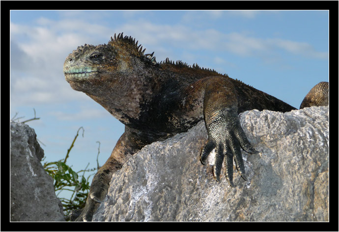 Marine Iguana