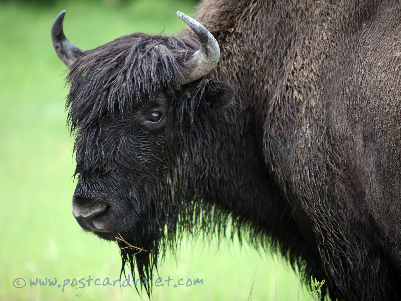 bison-postcard-valet